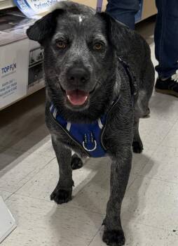 Rescue Australian Cattle Dog Blue Heeler Dogs for Adoption in Houston, Texas - Zachary | PetCurious