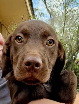 Rescue Chocolate Labrador Retriever Dogs for Adoption - Reggie | PetCurious