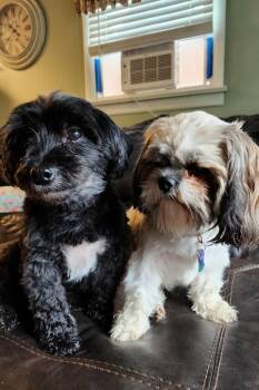 Rescue Miniature Poodle and Cocker Spaniel Dogs for Adoption in Friendship, New York - Stella | PetCurious