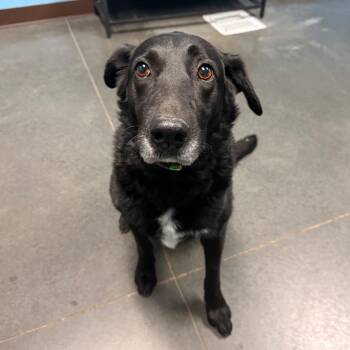 Jasper -  Black Labrador Retriever and Border Collie Dog for Adoption in Idaho Falls, Idaho - Jasper | PetCurious