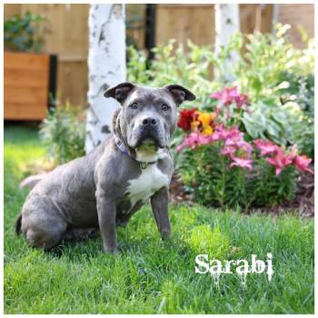 Sarabi -  Terrier Dog for Adoption in Sioux Falls, South Dakota - Sarabi | PetCurious