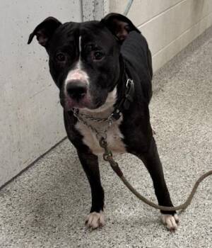 Riddick -  Pit Bull Terrier and Mixed Breed Dog for Adoption in Kansas City, Missouri - Riddick | PetCurious