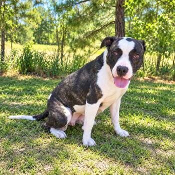 Sasha -  American Bulldog and Boston Terrier Dog for Adoption in Foley, Alabama - Sasha | PetCurious