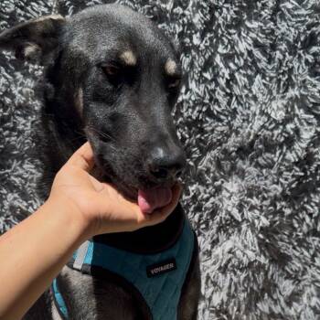 Rescue Shepherd Dogs for Adoption in San Diego, California - Max SHEP | PetCurious