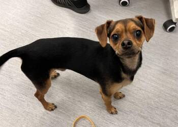 Chihuahua and Beagle Dogs Available for Adoption in Colorado Springs, Colorado - WALDO | PetCurious