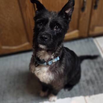 Mixed Breed Dogs Available for Adoption in Buffalo, Minnesota - Alameda | PetCurious