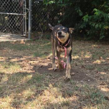 Coyote -  Mixed Breed Dog for Adoption in Pauls Valley, Oklahoma - Coyote | PetCurious
