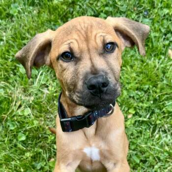 Mixed Breed Dogs Available for Adoption in Cincinnati, Ohio - Dennis | PetCurious