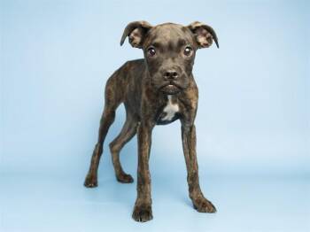STARFIRE -  Boxer and Mixed Breed Dog for Adoption in Phoenix, Arizona - STARFIRE | PetCurious
