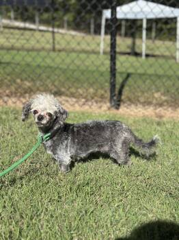 Lil Dolly Sep 26 -  Poodle Dog for Adoption in Pacolet, South Carolina - Lil Dolly Sep 26 | PetCurious