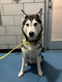 LUCY -  Mixed Breed Dog for Adoption in Dallas, Texas - LUCY | PetCurious