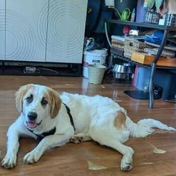 Lucky -  Golden Retriever and Mixed Breed Dog for Adoption in Overland Park, Kansas - Lucky | PetCurious