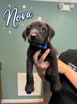 Nova- Beautiful girl looking for loving forever home -  Black Labrador Retriever Dog for Adoption in Conway, South Carolina - Nova- Beautiful Girl Looking For Loving Forever Home | PetCurious