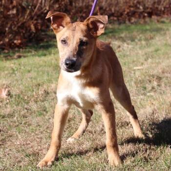 Rescue Australian Shepherd and Catahoula Leopard Dog Dogs for Adoption in Eastford, Connecticut - CT Payton | PetCurious