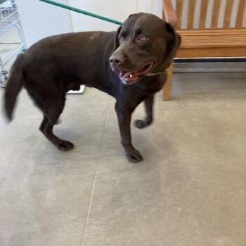 YORK-Stray-16860 -  Labrador Retriever Dog for Adoption in York, Pennsylvania - YORK-Stray-16860 | PetCurious