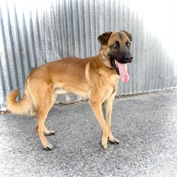 Belgian Shepherd Malinois and Mixed Breed Dogs Available for Adoption - SAMMY | PetCurious