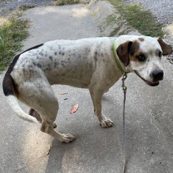 Coonhound Dogs Available for Adoption - Daisy | PetCurious