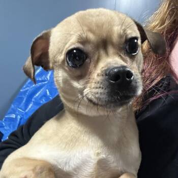 Chihuahua Dogs Available for Adoption - Spinner | PetCurious