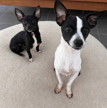 Moo chi & Dice (Bonded Pair) -  Chihuahua Dog for Adoption in Newport Beach, California - Moo Chi & Dice (Bonded Pair) | PetCurious