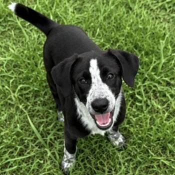 Poppy -  Border Collie and Mixed Breed Dog for Adoption in Pelham, New Hampshire - Poppy | PetCurious