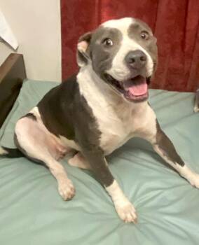 Sweetie - An Absolute Sweetheart -  Pit Bull Terrier Dog for Adoption in Houston, Texas - Sweetie - An Absolute Sweetheart | PetCurious