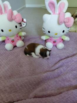 Shih Tzu Dogs Available for Sale in Charlotte, North Carolina - Girl 1 | PetCurious