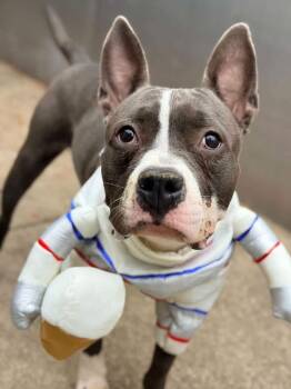 Desiree -  Pit Bull Terrier Dog for Adoption in Chicago, Illinois - Desiree | PetCurious