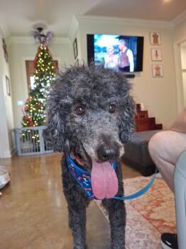 Poodle Dogs Available for Adoption - Charlie | PetCurious