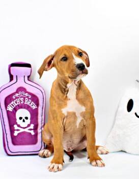 Charlie -  Pit Bull Terrier and Fox Terrier Dog for Adoption in Morton Grove, Illinois - Charlie | PetCurious