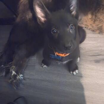 Thor -  Corgi and Chihuahua Dog for Adoption in Plainfield, Illinois - Thor | PetCurious