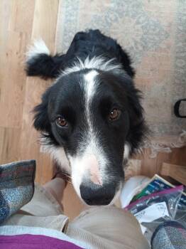 Leo - Courtesy Post -  Border Collie Dog for Adoption in Floyd, Virginia - Leo - Courtesy Post | PetCurious