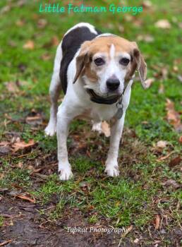 Rescue Beagle Dogs for Adoption in Cambridge, Maryland - Lil Fat George | PetCurious