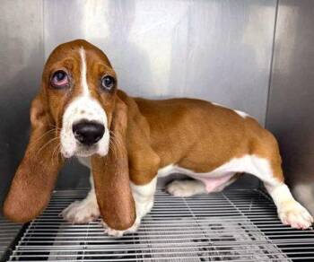 NORMAN - ADOPTION PENDING! -  Basset Hound Dog for Adoption in Hamilton, New Jersey - NORMAN - ADOPTION PENDING! | PetCurious
