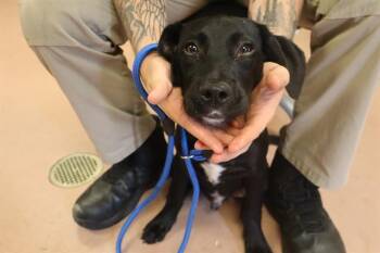 JAX -  Mixed Breed Dog for Adoption in Columbia, South Carolina - JAX | PetCurious