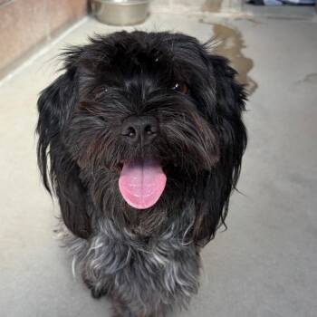 Chance -  Shih Tzu and Terrier Dog for Adoption in Goleta, California - Chance | PetCurious