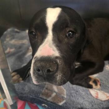 American Staffordshire Terrier and Mixed Breed Dogs Available for Adoption in West Chester, Pennsylvania - Moose | PetCurious