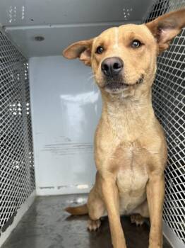 Coco - URGENT -  Australian Cattle Dog Blue Heeler and Shepherd Dog for Adoption in Thousand Oaks, California - Coco - URGENT | PetCurious