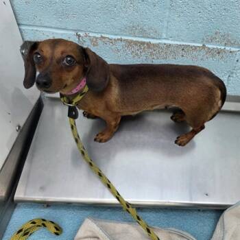 XOCHI -  Dachshund and Mixed Breed Dog for Adoption in Long Beach, California - XOCHI | PetCurious