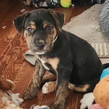 Christine McVie -  Hound and Mixed Breed Dog for Adoption in Shorewood, Illinois - Christine McVie | PetCurious