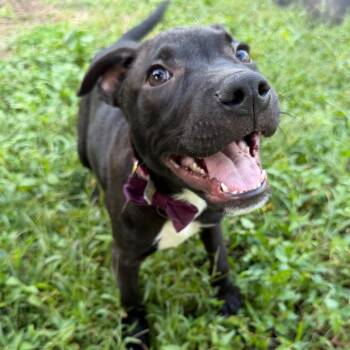 Pongo -  Black Labrador Retriever and Mixed Breed Dog for Adoption in Fredericksburg, Virginia - Pongo | PetCurious