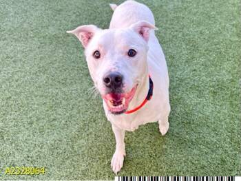 Mixed Breed Dogs Available for Adoption in West Palm Beach, Florida - BACON | PetCurious