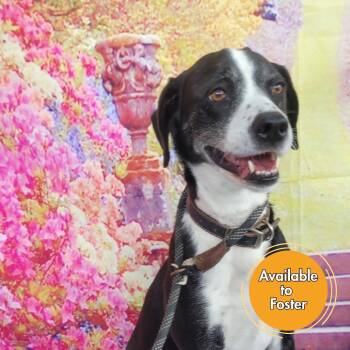 Nala -  Australian Shepherd and Labrador Retriever Dog for Adoption in Normal, Illinois - Nala | PetCurious