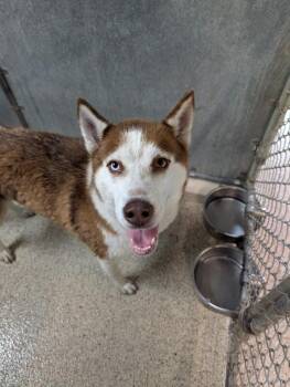 Husky Dogs Available for Adoption - Zeus | PetCurious