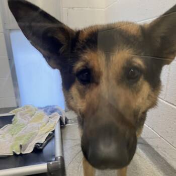 German Shepherd Dog Dogs Available for Adoption in Matteson, Illinois - Kiki | PetCurious