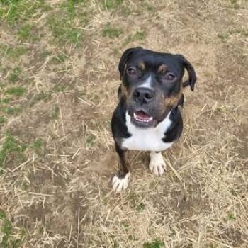 Mixed Breed Dogs Available for Adoption in Mishawaka, Indiana - Minnie | PetCurious