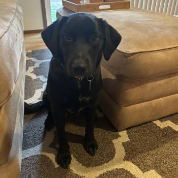 Brynnley - Sweet Lab Pup Looking for Forever Home -  Black Labrador Retriever and Border Collie Dog for Adoption in Kirkland, Washington - Brynnley - Sweet Lab Pup Looking For Forever Home | PetCurious
