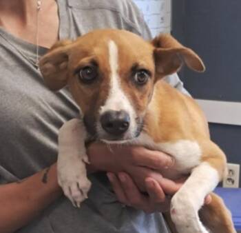 Isabel -  Pit Bull Terrier Dog for Adoption in Hollister, Missouri - Isabel | PetCurious