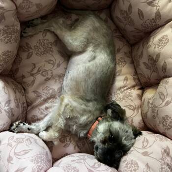 Puzzle -  Shih Tzu and Mixed Breed Dog for Adoption in Chicago, Illinois - Puzzle | PetCurious