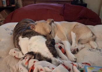 Patches - with sister Buttons -  Labrador Retriever Dog for Adoption in Horn Lake, Mississippi - Patches - With Sister Buttons | PetCurious