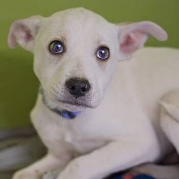 Rescue Shepherd Dogs for Adoption in South Elgin, Illinois - Buzz | PetCurious